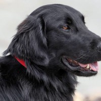 Flat Coated Retriever breed dog black minepuppy